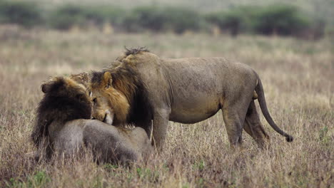 Two-Lions-Licking-And-Cleaning-Each-Other-Skin,-At-Central-Kalahari