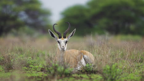 Springbok-Antelope-Resting-And-Ruminating,-In-Central-Kalahari
