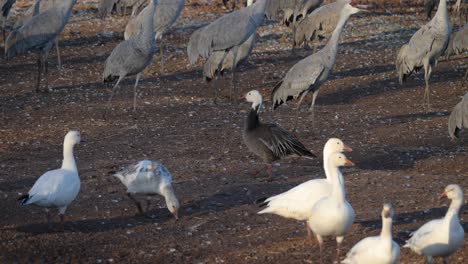 geese-walking-on-snowy-roads-Snow-geese-feed-during-a-staging-area-