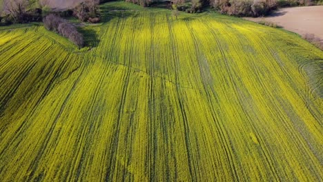 Aerial-above-view-of-blooming-rapeseed-field-on-spring-day,-circle-shot