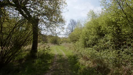 Spring-woodland-track-with-tree-to-the-side,-extra-wide-shot