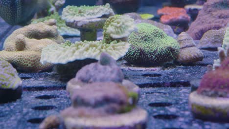 Verschiedene-Korallen-Auf-Dem-Boden-Eines-Meeresaquariums-Und-Im-Hintergrund-Eine-Grün-gelbe-Seeanemone