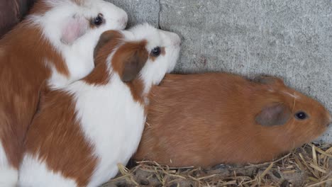A-Group-of-guinea-pigs-cornered-in-Peruvian-livestock-farming-business