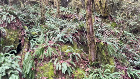 Ferns-and-mossy-trees,-Oregon-forest