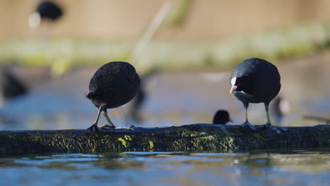 Two-Coots-on-a-log-,-one-being-chased-off-by-the-other-more-territorial-coot,-low-angle