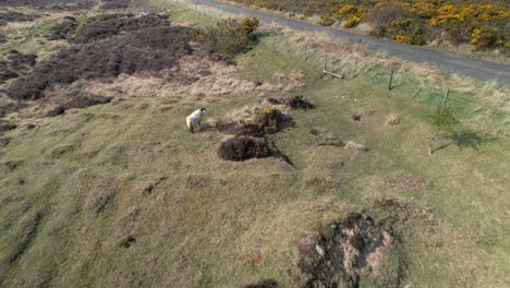 Flying-Over-The-Pasture-Land-Of-North-York-Moors-National-Park-With-Sight-Of-A-Lone-And-Black-Faced-Lonk-Domestic-Sheep-Within-The-Confines-Of-Goathland-Village-In-England,-UK