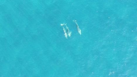 Nahaufnahme-Von-Drohnenaufnahmen-Von-Drei-Delfinen,-Die-In-Einem-Türkisfarbenen-Ozean-Schwimmen