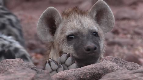 Closeup-of-a-cute-spotted-hyena-cub-peeping-over-rocks,-Mashatu-Botswana
