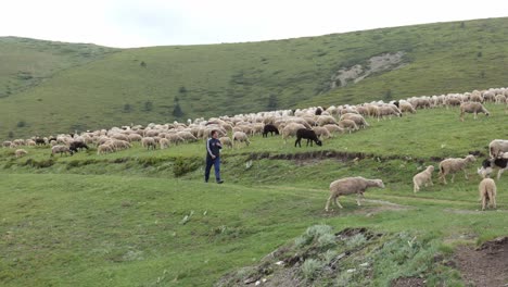 Young-Bulgarian-farmer-with-flock-of-sheep-on-Balkan-mountains