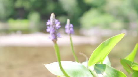 Rack-focus-between-two-purple-flowers-in-summer