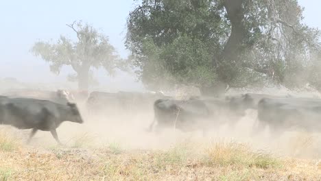 Black-Angus-cattle-rush-by-the-camera-moving-in-a-cinematic-way