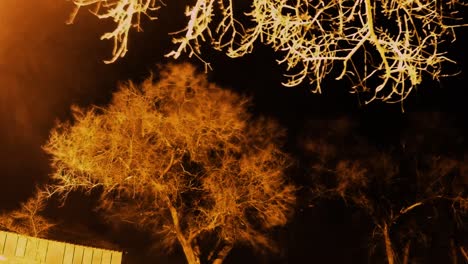 NIGHT-LAPSE---Day-to-today-with-spooky-dead-branches-hanging-from-a-tree