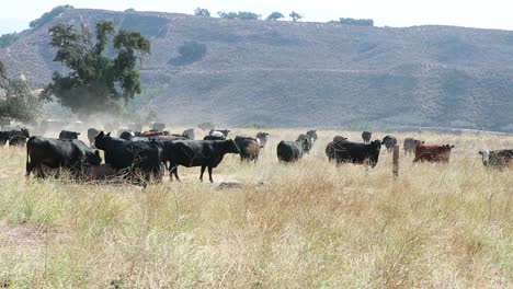 Herd-of-black-Angus-cattle-getting-a-drink-of-water-on-a-hot-summer-day