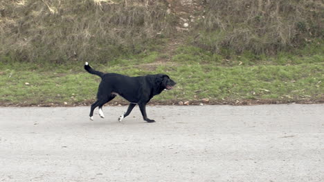 Wide-shot-of-a-black-lab-running-in-slow-motion