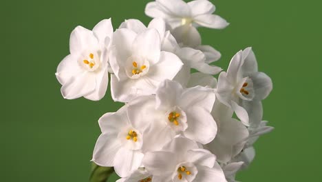 Flor-De-Narciso-Blanco-De-Papel