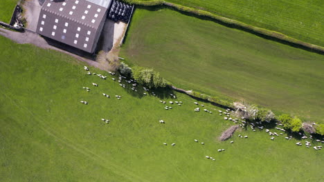 Rotating-Birds-Eye-Shot-of-Sheep-Being-Herded-through-a-Gate-in-North-Yorkshire,-England-on-Sunny-Day