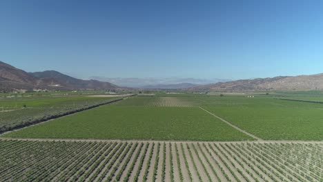 Aerial-shot-of-a-big-vineyad-field-in-Valle-de-Guadalupe