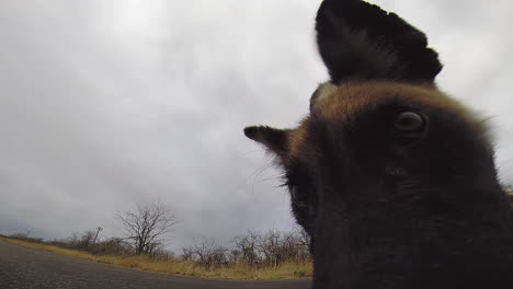 Young-endangered-African-Wild-Dog-pup-curiously-approaches-a-Gorpro-on-a-road-in-the-wilderness-of-the-Greater-Kruger-Park,-ground-view-POV