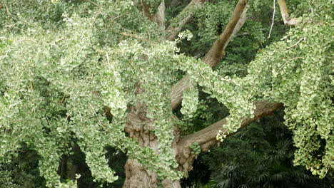 Maidenhair-Tree,-Ginkgo-Biloba