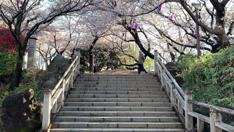 An-atmosphere-of-Hanami-with-fuchsia-cherry-blossoms,-paper-lamps,-stone-stair-and-an-old-man-walking-at-Asukayama-Park