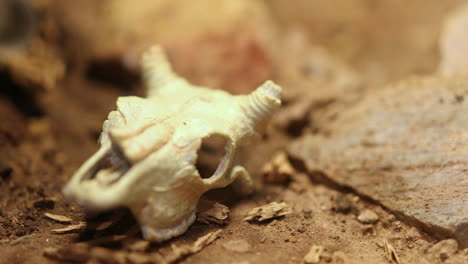Animal-skull-deserted-in-a-barren-wasteland-desert