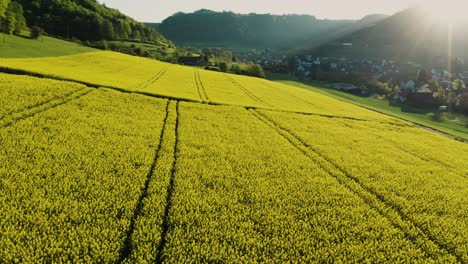Nahflug-über-Sehr-Gelbes-Rapsfeld-Im-Frühling,-Luftaufnahme-Eines-Blumenfeldes-Mit-Traktorlinien-Und-Weg-Für-Menschen,-Schweiz
