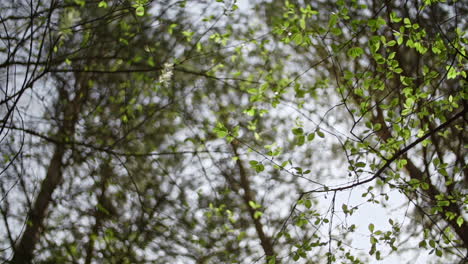 Rotierende-Kamera-Unter-Den-Bäumen-Mit-Grünen-Blättern