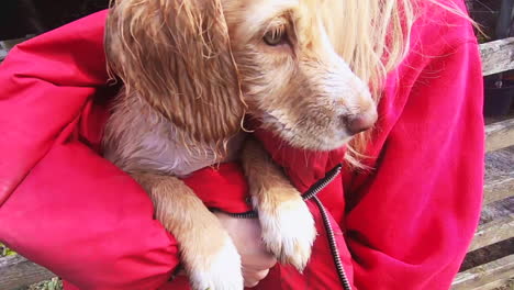 cute-wet---cold-cockaspaniel-puppy-held-by-owner-is-shivering-from-swimming-in-the-lake