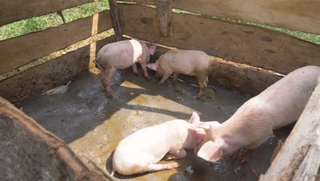 Eine-Gruppe-Schweine-In-Einem-Provisorischen-Hölzernen-Schweinestall-Im-Ländlichen-Afrika