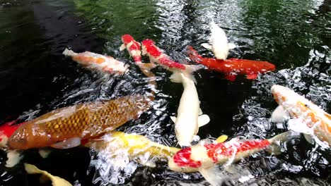 beauty-and-colorful-koi-fish-in-pond