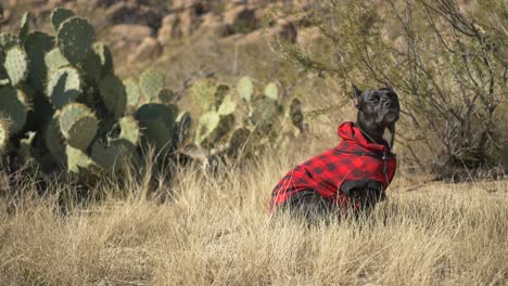 Black-dog-wearing-red-plaid-stands-at-attention-in-the-desert-and-then-runs-towards-the-camera