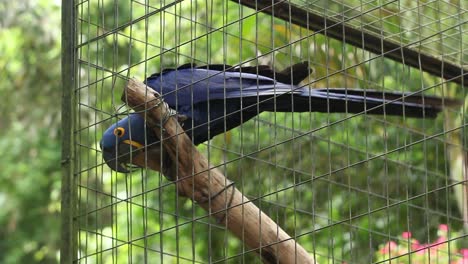Weitwinkelaufnahme,-Ein-Blauer-Papagei,-Der-In-Einem-Vogelkäfig-Hockt