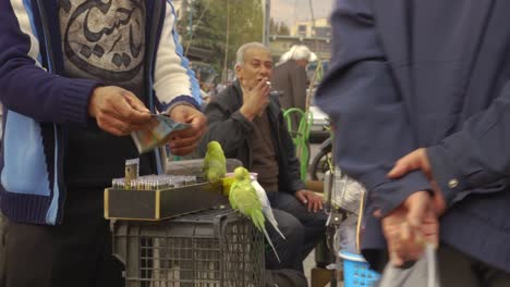 Street-Entertainer-Giving-Demonstration-with-Three-Parakeets-outside-Tajrish-Bazaar-in-Tehran,-Iran