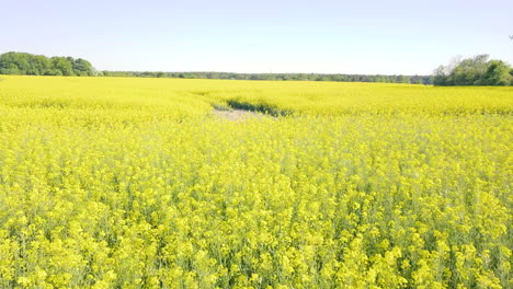 drone-flies-slow-above-a-gigantic-canola-field