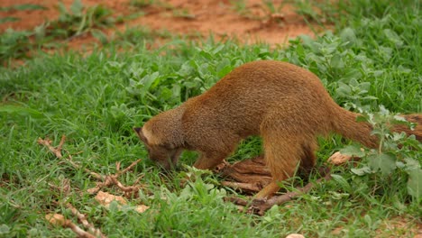 Yellow-mongoose-digging-in-grass-area-and-still-looking-out