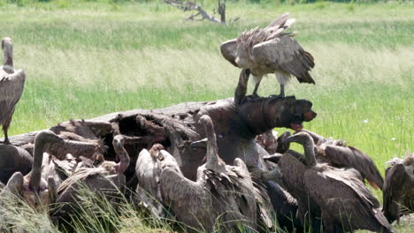 White-Backed-Vultures-Feeding-On-The-Flesh-Of-A-Dead-Hippopotamus-At-The-Meadow-In-Botswana---Closeup-Shot