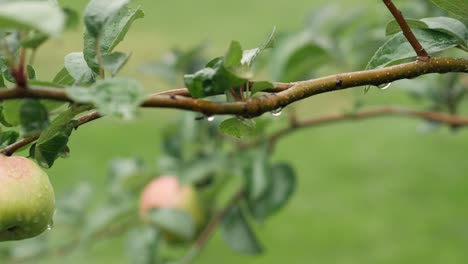 Fresh organic green apples hanging from the tree branch at the