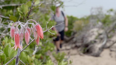 Wildflower-foreground,-defocussed-hikers-background.-Slow-motion-handheld