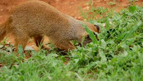 Yellow-mongoose-on-safari,-sniffs-and-finds-something,-digs-but-comes-up-short,-close-up