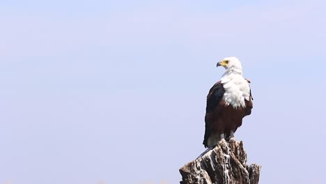African-Fish-Eagle-perched-on-stump,-feathers-ruffled-by-the-breeze
