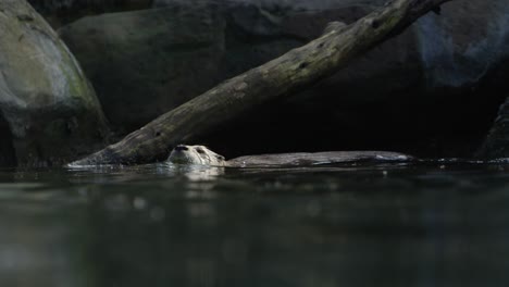 Otter-Schwimmt-Auf-Wasserspiegel-In-Zeitlupe