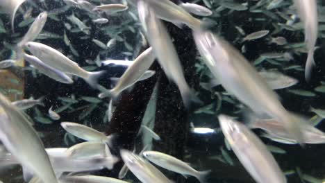 medium-wide-shot-of-hundreds-of-sardines-in-a-swarm-filling-up-the-frame
