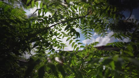 Sun-flickering-through-green-forest-leaves,-rack-focus