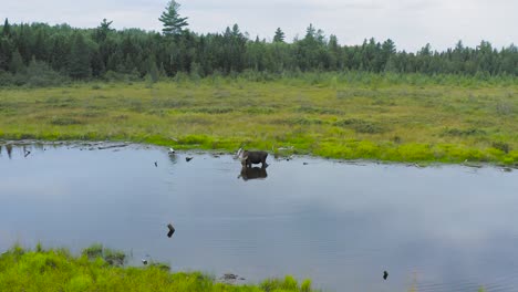 Moose-drinks-from-edge-of-river-within-marsh-wilderness