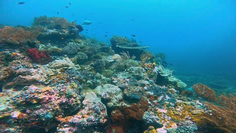 Kamera-Gleitet-über-Einen-Farbenfrohen-Korallenrücken-Unter-Wasser