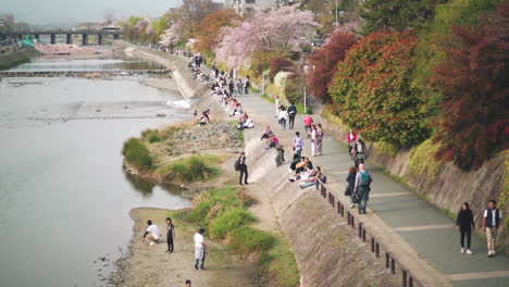 Sakura-Season-By-The-Kamogawa-River---People-Strolling-On-The-Riverbank-In-Kyoto,-Japan---high-angle-slowmo-shot