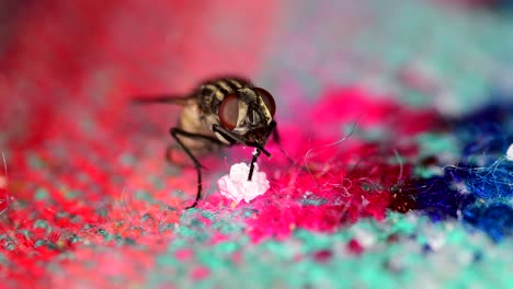 A-housefly-feeding-from-leftovers-on-a-tablecloth