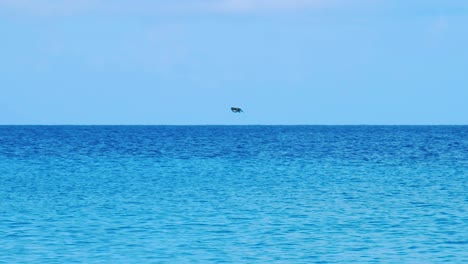 An-Osprey-flying-alone-over-the-deep-blue-ocean-on-a-bright-sunny-day---Wide-shot