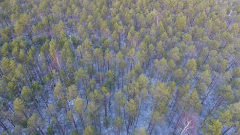 Winter-forest,-aerial-drone-shot