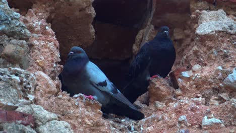 Two-pigeon-birds-perched-and-sitting-together-on-a-rocky-cliff,-in-a-portrait-shot